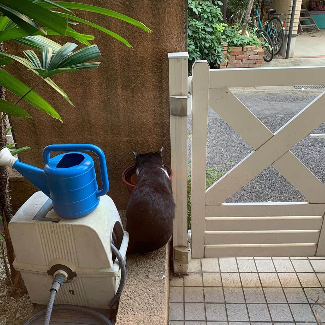 Kachimo Yoshimatsuさんのインスタグラム写真 - (Kachimo YoshimatsuInstagram)「今朝、ごはん食べ終わって、 水を飲み、入り口でくつろいでた。 ずーっと滞在してくれたら良いのにな。  #うちの猫ら　#Ikasumi #猫 #ねこ #cat #ネコ #catstagram #ネコ部 http://kachimo.exblog.jp」8月7日 17時44分 - kachimo
