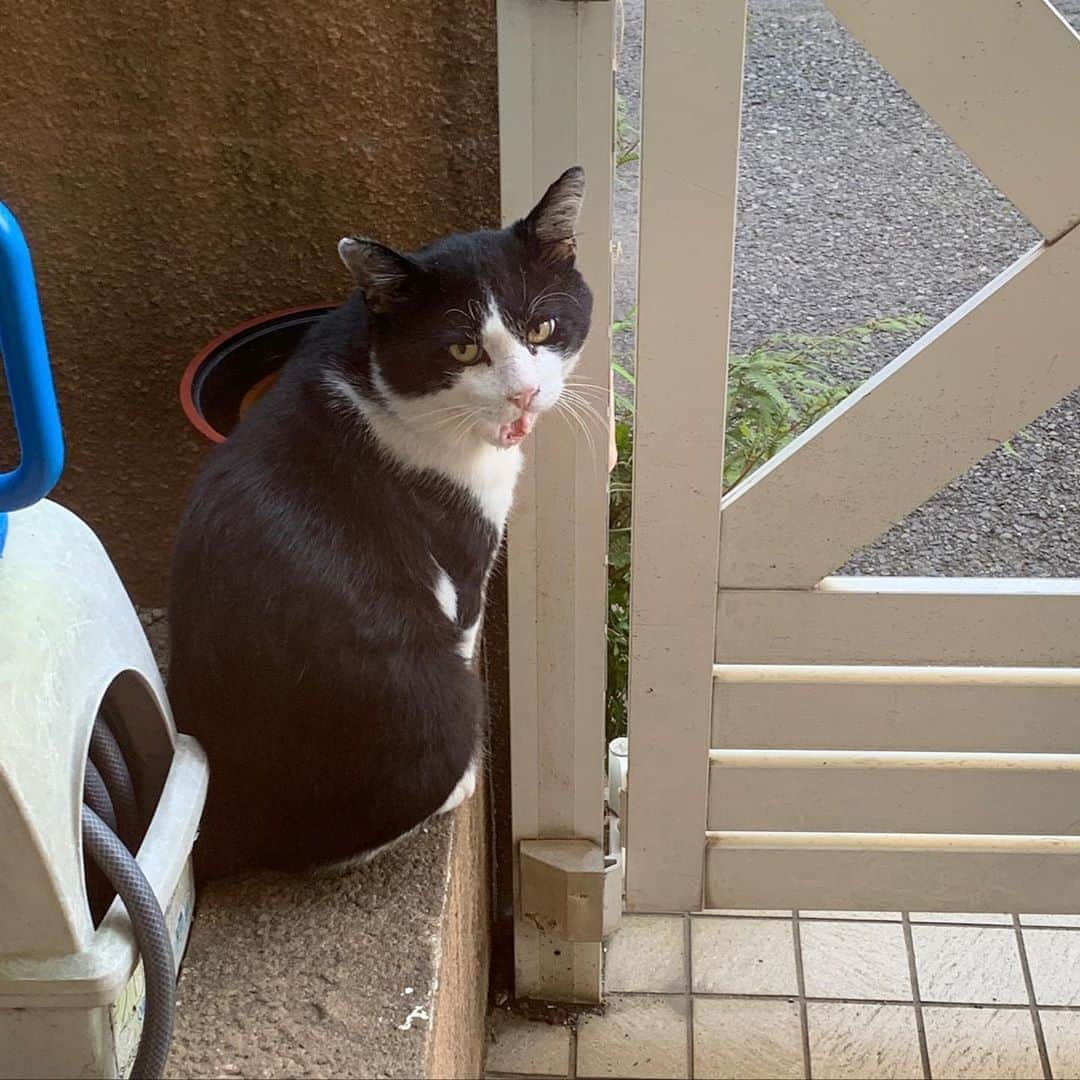 Kachimo Yoshimatsuさんのインスタグラム写真 - (Kachimo YoshimatsuInstagram)「今朝、ごはん食べ終わって、 水を飲み、入り口でくつろいでた。 ずーっと滞在してくれたら良いのにな。  #うちの猫ら　#Ikasumi #猫 #ねこ #cat #ネコ #catstagram #ネコ部 http://kachimo.exblog.jp」8月7日 17時44分 - kachimo