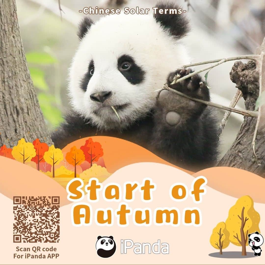 iPandaさんのインスタグラム写真 - (iPandaInstagram)「Today marks the beginning of Autumn, which is the 13th of the 24 solar terms. It is the turning point from warm weather to coldness. Pandas love cooler weather, how about you? 🐼 🐼 🐼 #Panda #iPanda #Cute #ChineseCulture #PandaPic」8月7日 17時45分 - ipandachannel