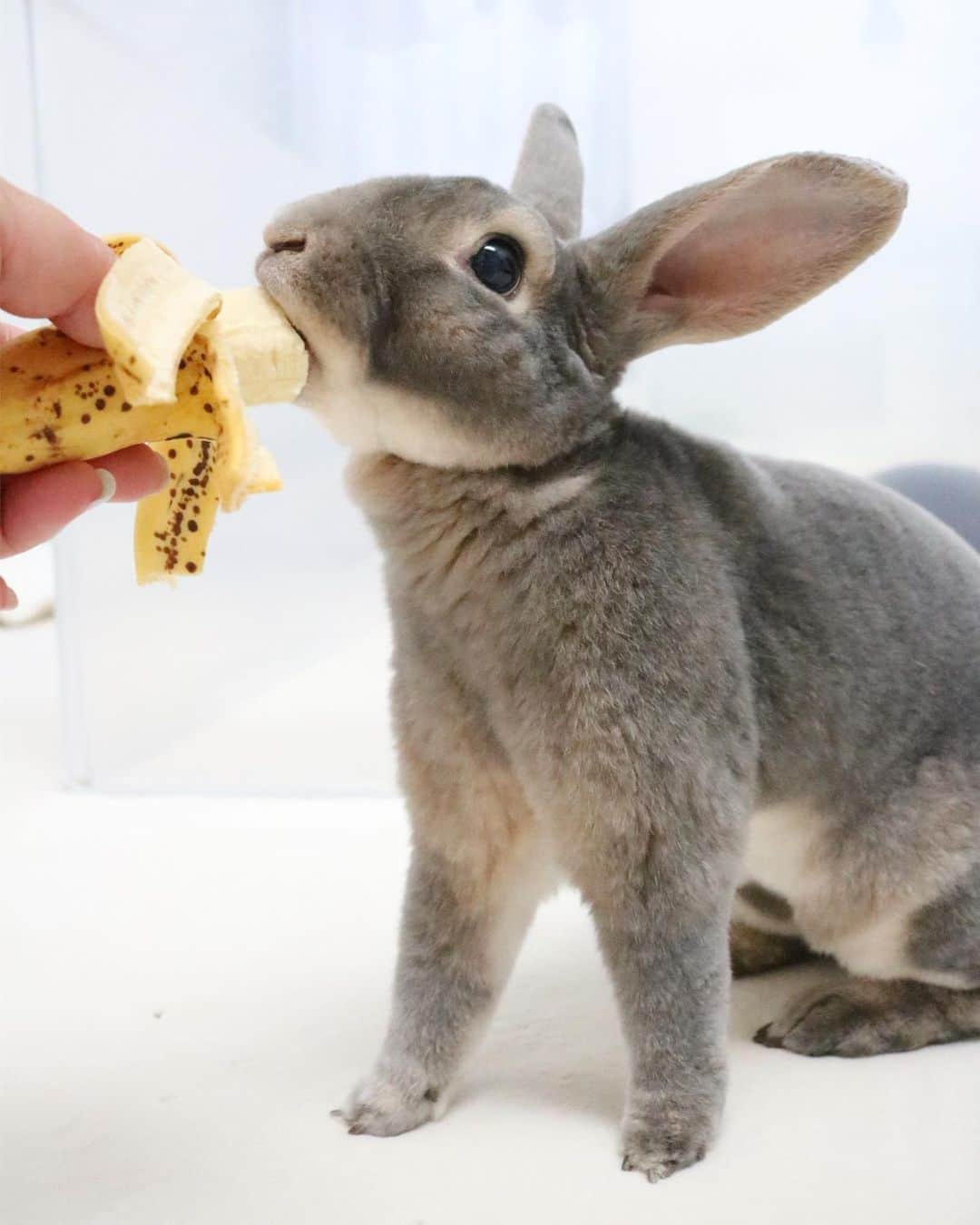 Kayoのインスタグラム：「今日はバナナの日🍌 🍌 🍌 めったに食べれないバナナに必死！ ペレットいらないってすることあるけど、相変わらず果物大好きさーく♡ ガっつく姿に、オカン涙‥ あ、でも2枚目のチンパンジーみたいなクチで笑😂」