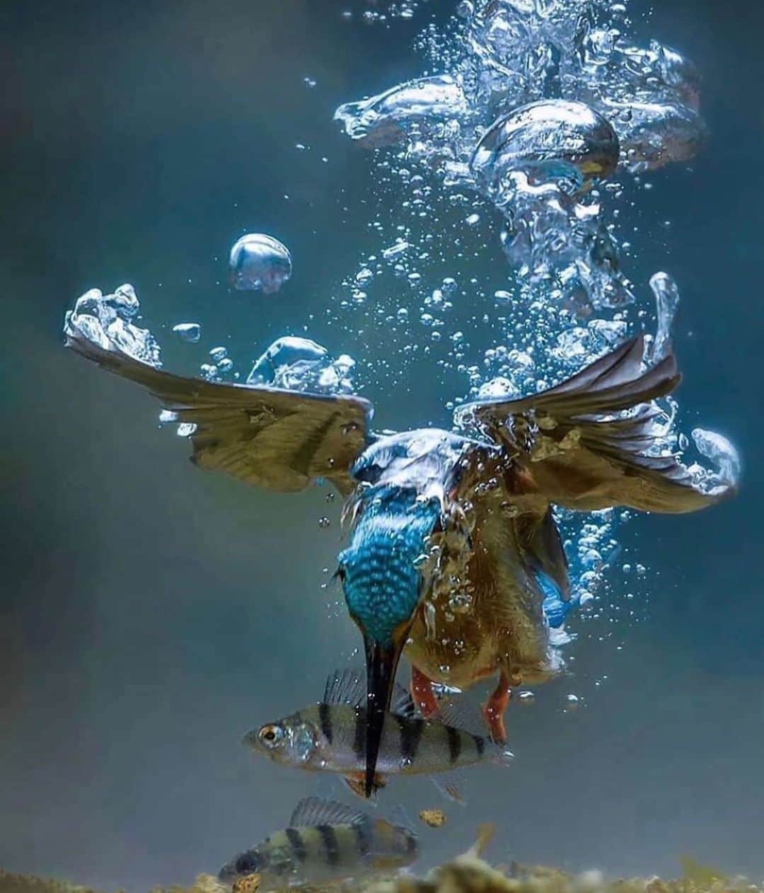 Canon Photographyさんのインスタグラム写真 - (Canon PhotographyInstagram)「Great catch by @jaaplabrijn  Curated by @ianharper  #underwaterphotography」8月7日 17時54分 - cpcollectives