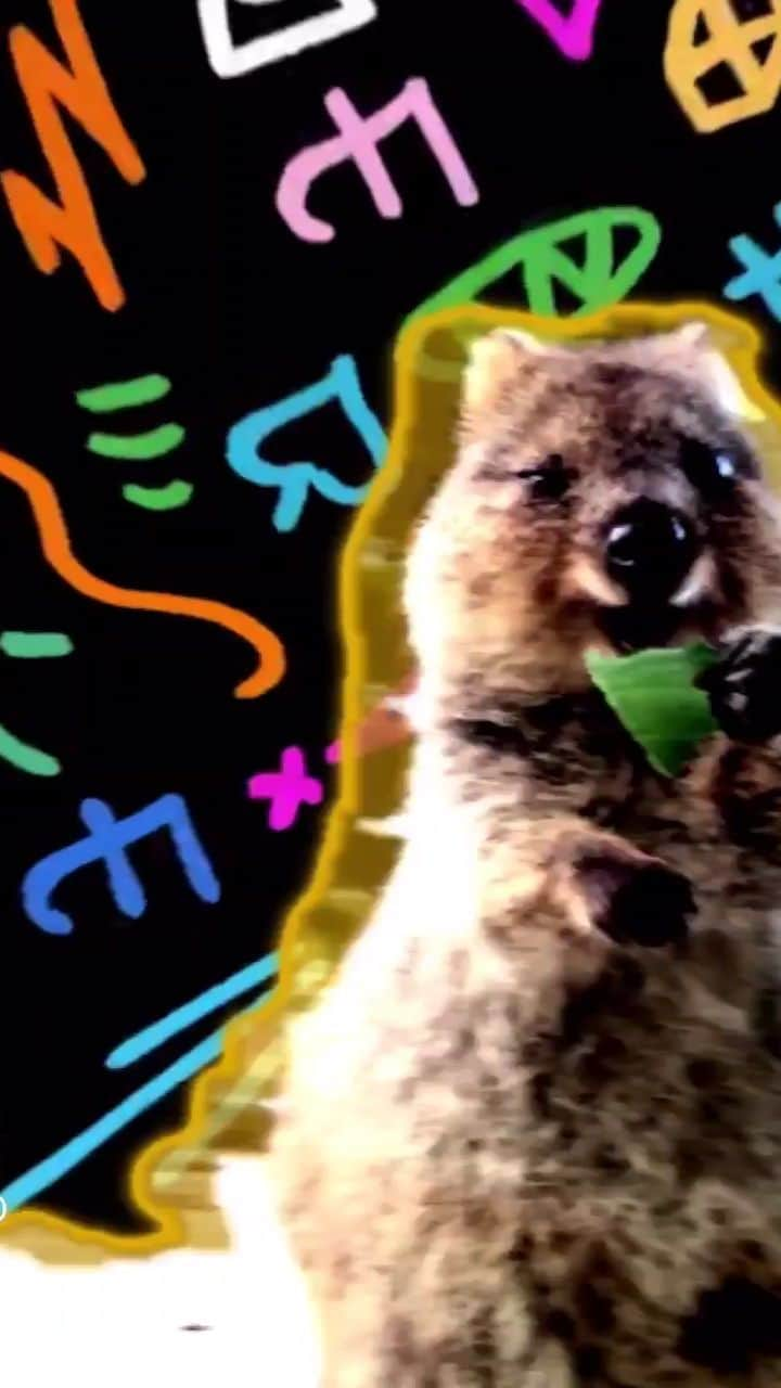 アラン・ディクソンのインスタグラム：「When parties used to be acceptable. Quokka got krunk! Those were the days 🎉Follow @quokkahub's dance moves or he'll stop dancing.⁣ ⁣ - #quokka #quokkahub #quokkastgram #quokkalovers #quokkalover #quokkasofinstagram #quokkas #perth #sydney #instaquokka #westernaustralia #rottnest #reelanimals #rottnestisland #australia #animallovers #adorable #animalsco #cuteanimals #animals #quokkaselfie #insta_animal #hongkong #babyanimals #cuteanimals #singapore #wildlife #cutesmile #nature」