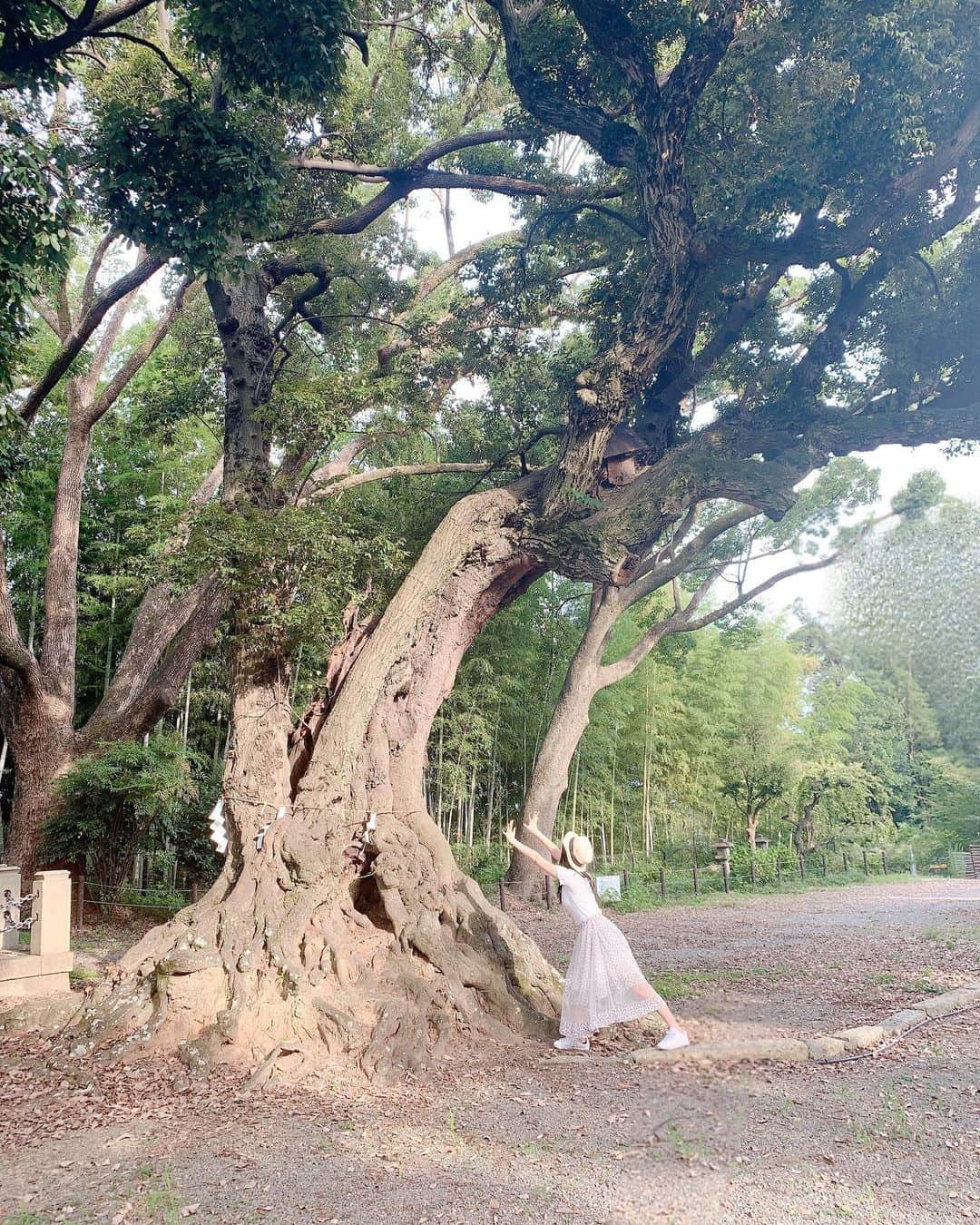 安田桃寧さんのインスタグラム写真 - (安田桃寧Instagram)「. 4つ目の動画のネコ、めっちゃ人懐っこくてかわいかった！❤︎ 大きな木からパワーもらいました！ #毎日神社　#神様お願いします #難波鉄砲隊其之九  #難波鉄砲隊へお供して下さい  #桃寧が代表曲とったんで」8月7日 17時57分 - peachpeach_o6o8