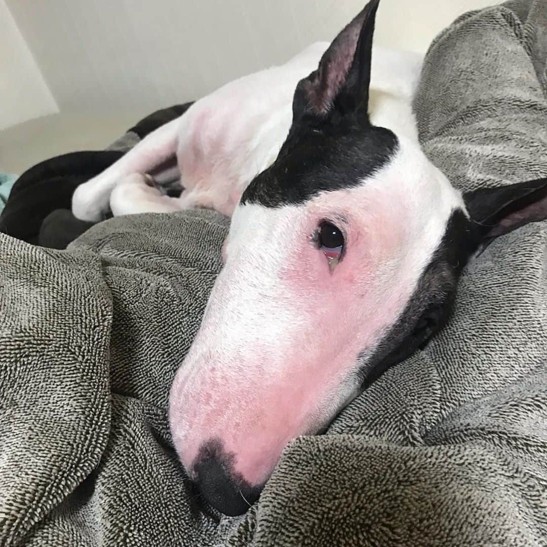 Q太郎さんのインスタグラム写真 - (Q太郎Instagram)「#minituru#bull#terrier#minibullterrier#miniturubullterrier#dog#dogstagram#cute#qtaro#love#family#ミニチュア#ブルテリア#ミニチュアブルテリア#Q太郎」8月7日 18時19分 - qtaro.jun