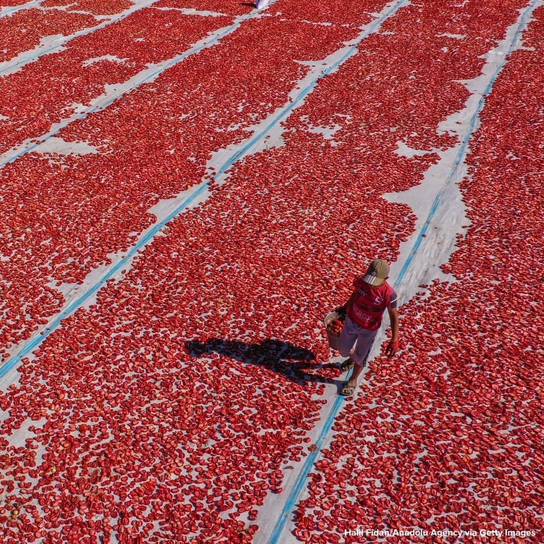 ABC Newsさんのインスタグラム写真 - (ABC NewsInstagram)「Aerial photograph shows tomatoes being dried in the sun in Izmir, Turkey. #tomatoes #aerial #turkey」8月7日 18時33分 - abcnews