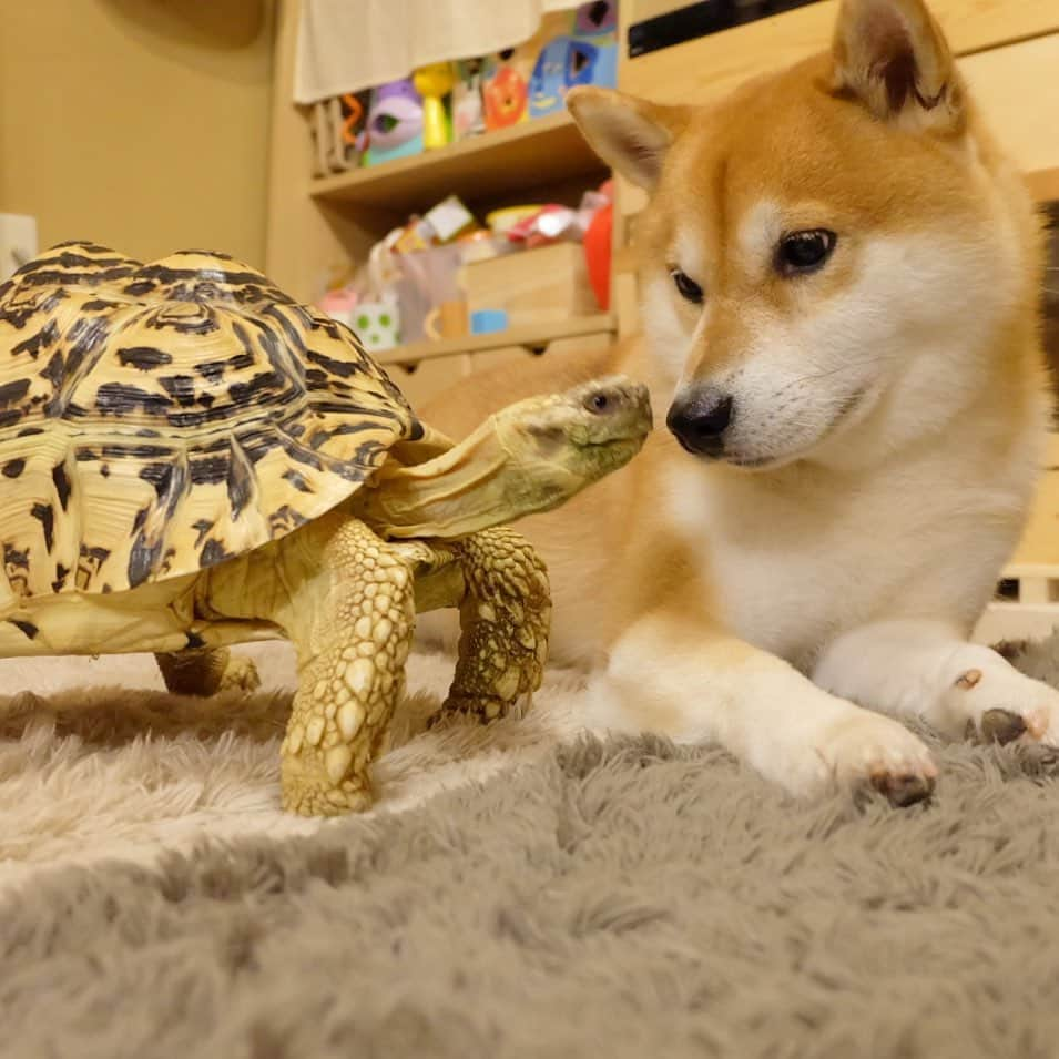 せんべえさんのインスタグラム写真 - (せんべえInstagram)「＊ 🐢「やわらかそうだね」 🐕「かたそうだね」 #青さん #リクガメ #ヒョウモンリクガメ #turtle  #leopardtortoise  #せんべえ #柴犬 #shibainu  #妖獣カメシバ兄弟  #まるいーず」8月7日 18時33分 - akiresh