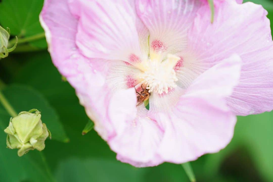 いぶくろ聖志さんのインスタグラム写真 - (いぶくろ聖志Instagram)「蜜集め🐝  #camera #japan #a7iii」8月7日 18時38分 - b.smpl