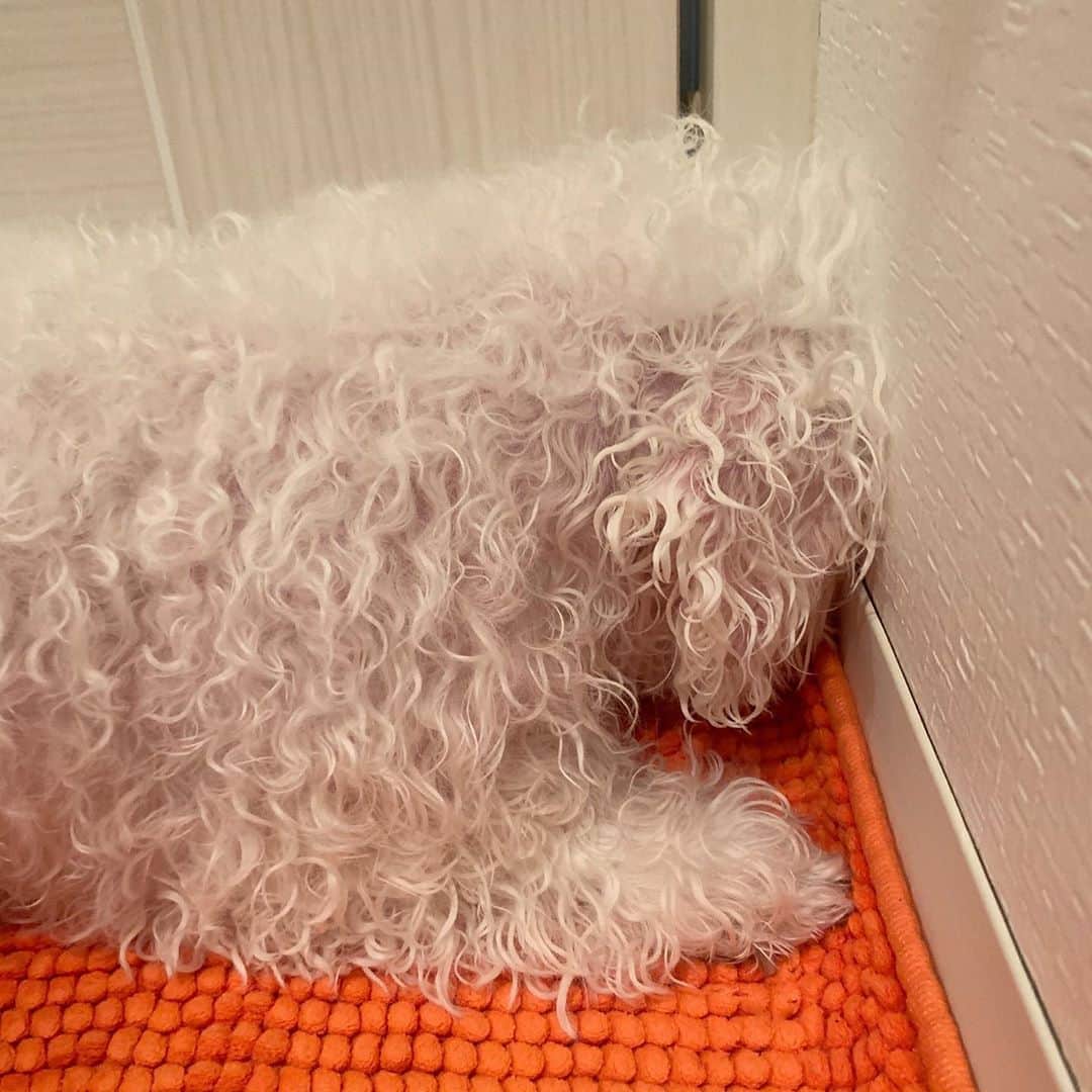 セロリのインスタグラム：「【洗いました】 いつもの流れ。 #maltese #マルチーズ #アレルギー #お風呂 #ドライヤー嫌い #コロナに負けるな」