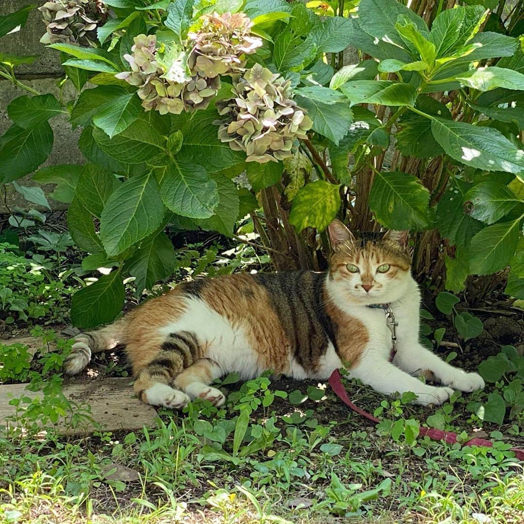 山田稔明さんのインスタグラム写真 - (山田稔明Instagram)「立ち枯れた紫陽花とチミ #ポチ実 #三毛猫」8月7日 19時19分 - toshiakiyamada