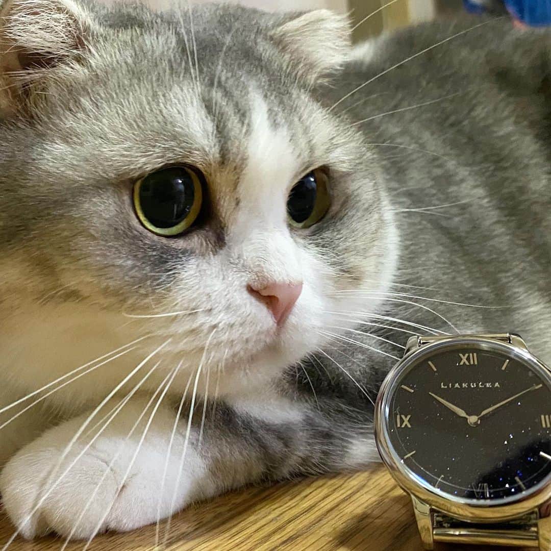 *eri*さんのインスタグラム写真 - (*eri*Instagram)「こんばんは｡･*･:♪﻿ ﻿ ﻿ 素敵な時計とパチリ📸😊💓﻿ ﻿ ﻿ ﻿ 以下PRです🙇‍♀️﻿ ﻿ ﻿ ﻿ 腕時計は『リアクレア』liakulea﻿ thank you💖　@liakulea_japan﻿ ﻿ ﻿ 本日、8月7日（金）発売の﻿ Liakulea 新作『Makana（マカナ）』﻿ ﻿ ハワイ語で『贈り物』を意味し、﻿ “幸せな時間をお届けしたい”という﻿ デザイナーの願いから作られました。﻿ ﻿ ﻿ クーポンコード「eriteha」で﻿ 10%OFFになります😊﻿ 本日より1年間有効です。﻿ ﻿ その他にも素敵な時計がたくさんあるので﻿ ぜひチェックしてみて下さいね🥰﻿ ﻿ ﻿ #PR﻿ #liakulea #リアクレア #腕時計 #ハワイ #夏 #星空 #夜空 #ペアウォッチ#時計 #腕時計倶楽部 #手元倶楽部﻿ #猫 #ねこ #スコティッシュフォールド #ネコ #ねこ部 #にゃんこ #スコティッシュ#ニャンコ#ペット#スコ#猫部#cat #Scottishfold﻿」8月7日 19時21分 - eriten8