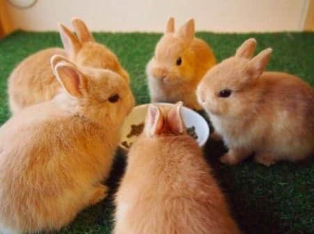 9GAGさんのインスタグラム写真 - (9GAGInstagram)「Lunch meeting 📸 @cafe_mignon - #bunny #meeting #うさぎ #9gag」8月7日 19時28分 - 9gag