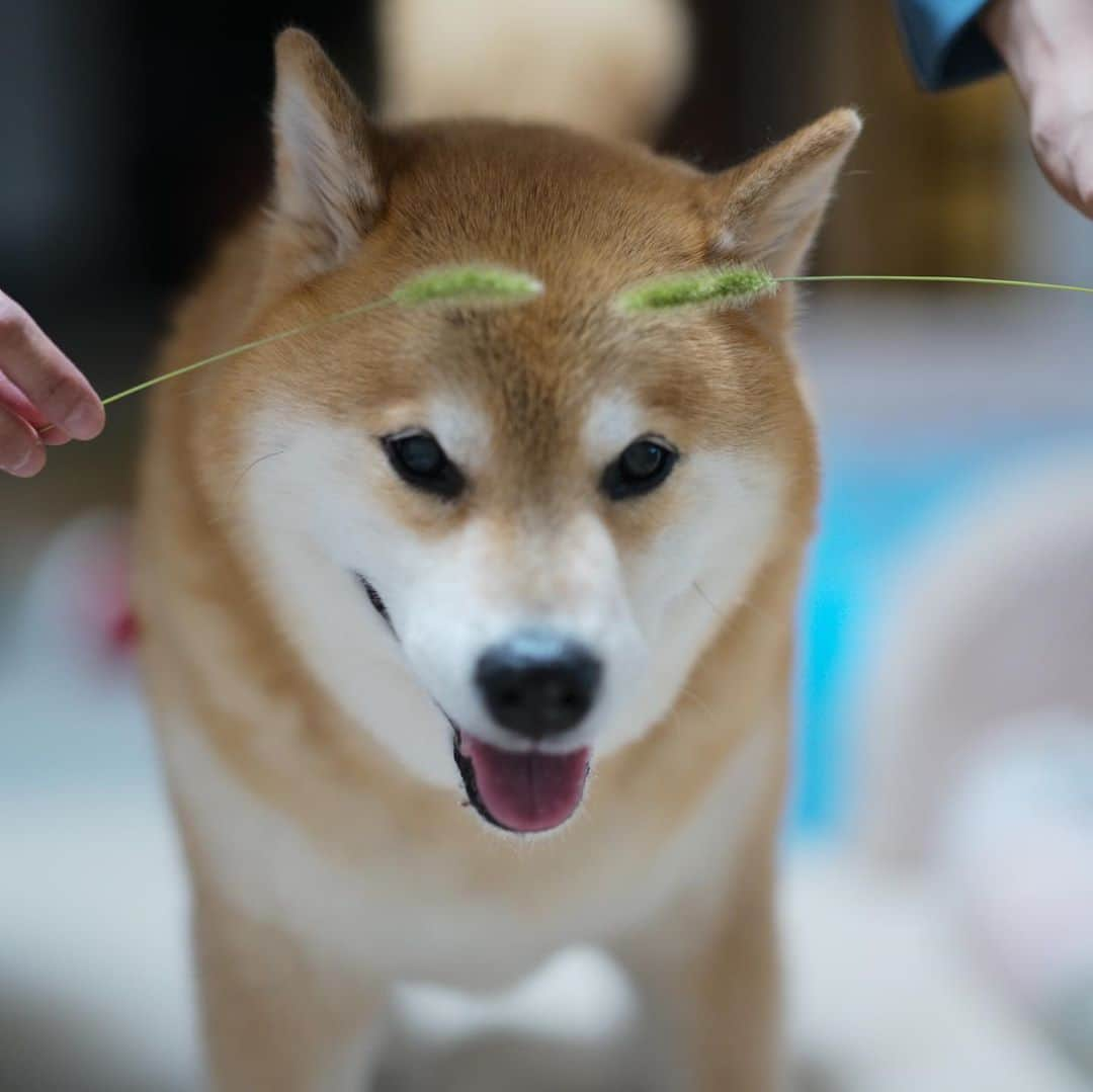 まる（まるたろう）さんのインスタグラム写真 - (まる（まるたろう）Instagram)「Have a nice weekend!!✨🐶☺️✨金曜日おつまる〜！今週は暑かったよね〜 #ゆっくり休んでね #おやすみ出来ない人はいっぱい栄養とってね #パパはまるのお顔で遊ばないでね #まゆげボーン」8月7日 19時50分 - marutaro