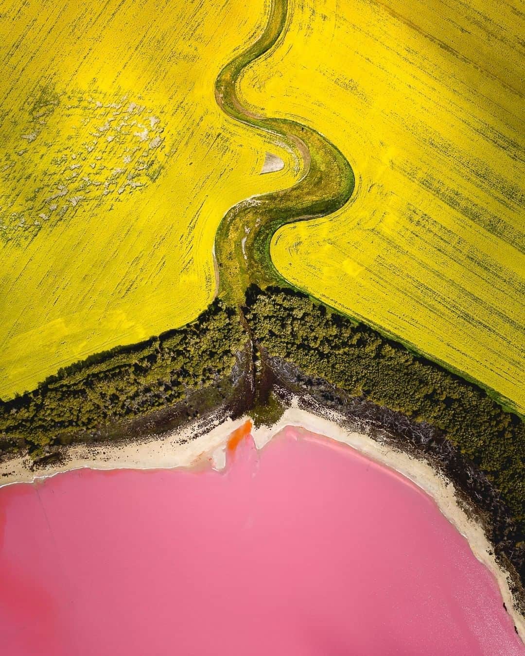Australiaさんのインスタグラム写真 - (AustraliaInstagram)「Adding a pop of colour to your feed, courtesy of @visitmelbourne 💗💛💚 @johan_drone_adventures captured this rare trio of colours from above at #Victoria’s #DimboolaPinkLake showcasing the vibrant #pink hues from the salt-lake paired with the surrounding canola fields in full bloom. Located just 10 minutes from #Dimboola in @parksvictoria’s #littledesertnationalpark , this candy-coloured waterhole inherits this pink appearance due to crystallized salt, natural pigment and microscopic algae, with the intensity of colour often changing depending on the amount of water in the lake. Be sure to add this unmissable natural phenomenon to your bucket list, when travel permits. #seeaustralia #visitmelbourne #pinklake #parksvictoria」8月7日 20時00分 - australia