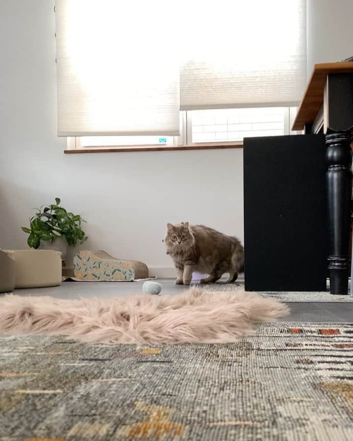 nocoaのインスタグラム：「のそのそ🐘 ． ． #ロイサラ成長記録  #nocoa動画#catvideo#猫動画」