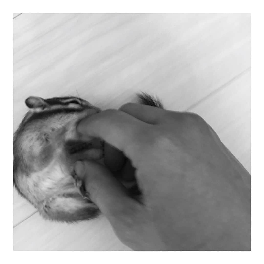 馬庭良介さんのインスタグラム写真 - (馬庭良介Instagram)「…😢 #chipmunk #dontwannaplaytoday #sad #遊んでくれない #シマリス」8月7日 20時12分 - maniwa_ryosuke
