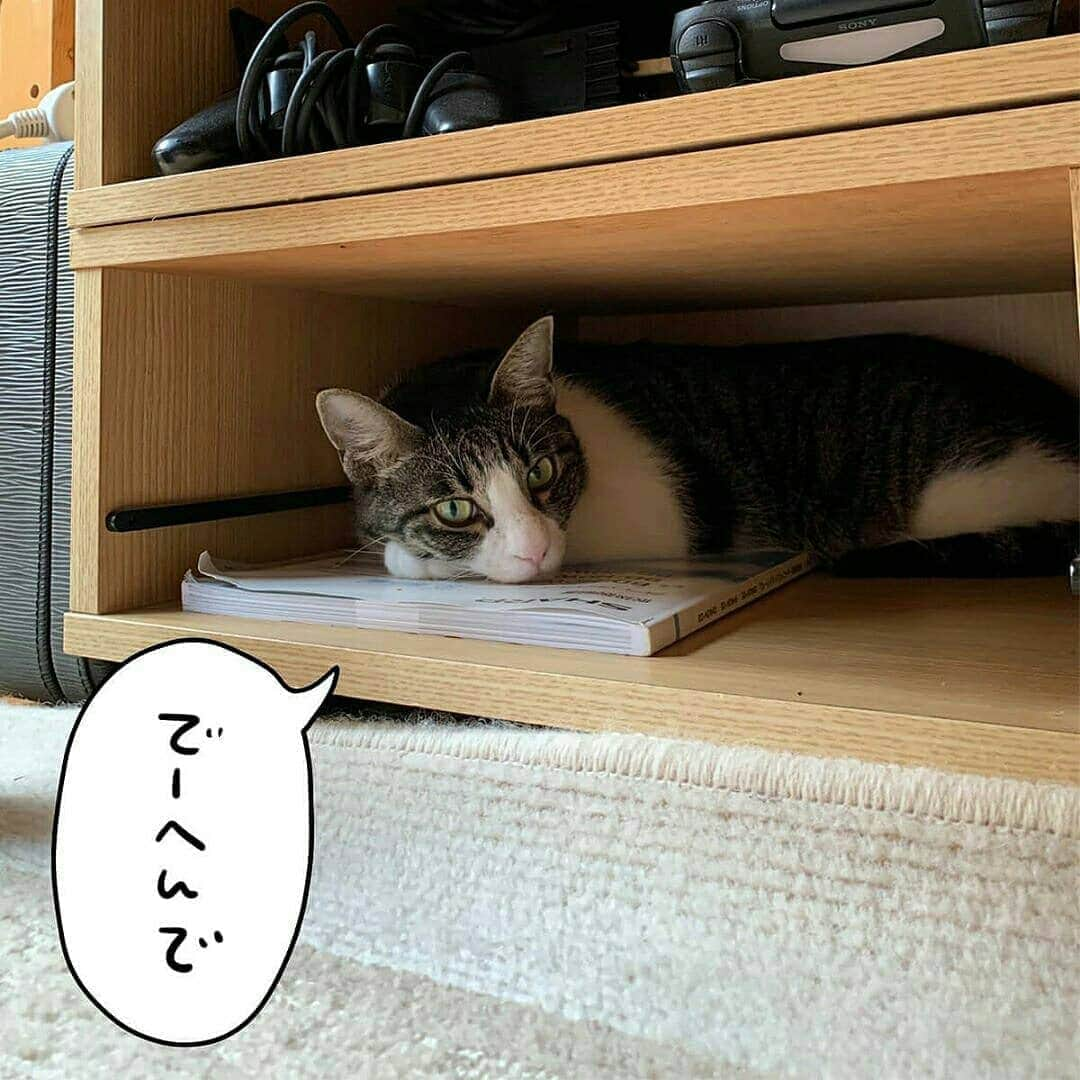 猫壱（ねこいち•ネコイチ）さんのインスタグラム写真 - (猫壱（ねこいち•ネコイチ）Instagram)「【#猫マンガ 】 ▫ 空きスペースを狙う影💨💨 ▫ ▫ #猫あるあるですね😁 ▫ ▫ :::::::::#猫壱 ::::::: 猫壱は猫と人との暮らしの向上を目指して猫グッズの開発に取り組んでいます♪ ▫ 気になる方は @necoichicojp をチェックしてみてくださいね！ ▫ ▫ 【Special thank-you @86palpal 💕💕💕💕】」8月7日 20時16分 - necoichicojp