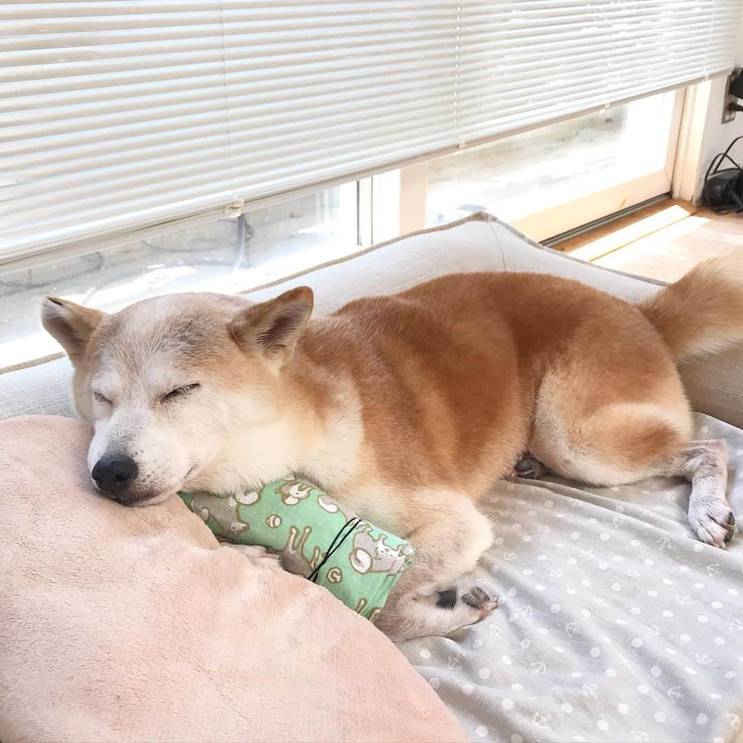 柴犬リリコさんのインスタグラム写真 - (柴犬リリコInstagram)「今日は快適なはずの室内🎐でハァハァ👅していたので、ペットボトルの氷枕を置いてみました🧊🧊🧊」8月7日 20時16分 - ke_rock_