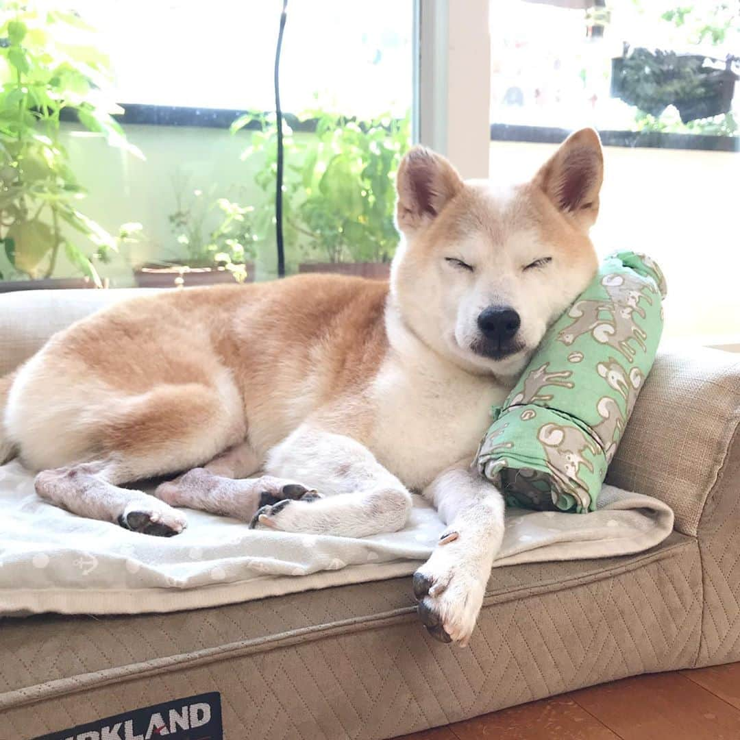 柴犬リリコさんのインスタグラム写真 - (柴犬リリコInstagram)「今日は快適なはずの室内🎐でハァハァ👅していたので、ペットボトルの氷枕を置いてみました🧊🧊🧊」8月7日 20時16分 - ke_rock_