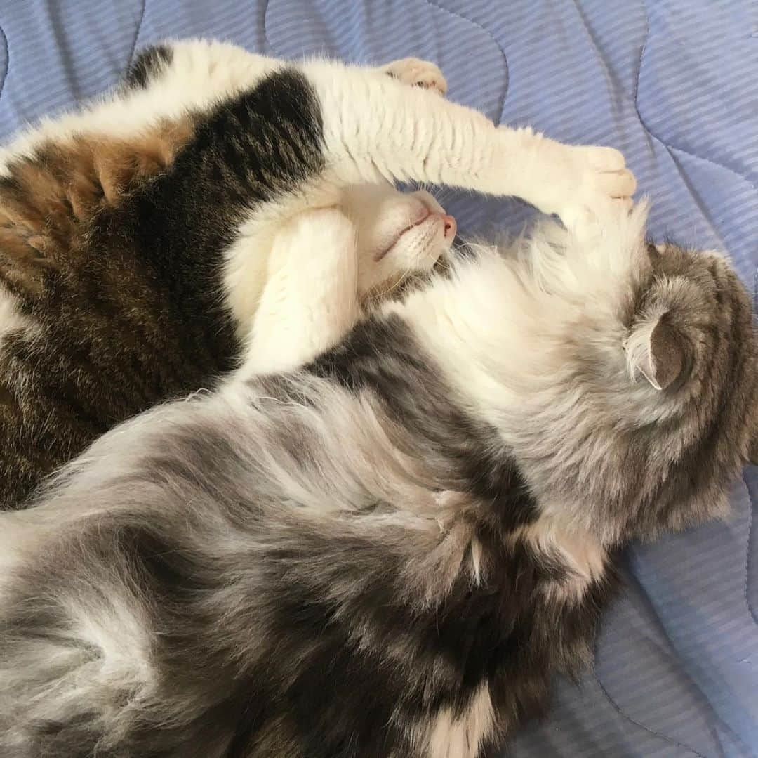 lululukululuさんのインスタグラム写真 - (lululukululuInstagram)「うちの子達  lulu&kululu 🐱❤︎🐈 #ねこ#ネコ#猫#cat」8月7日 20時16分 - tajitajicat