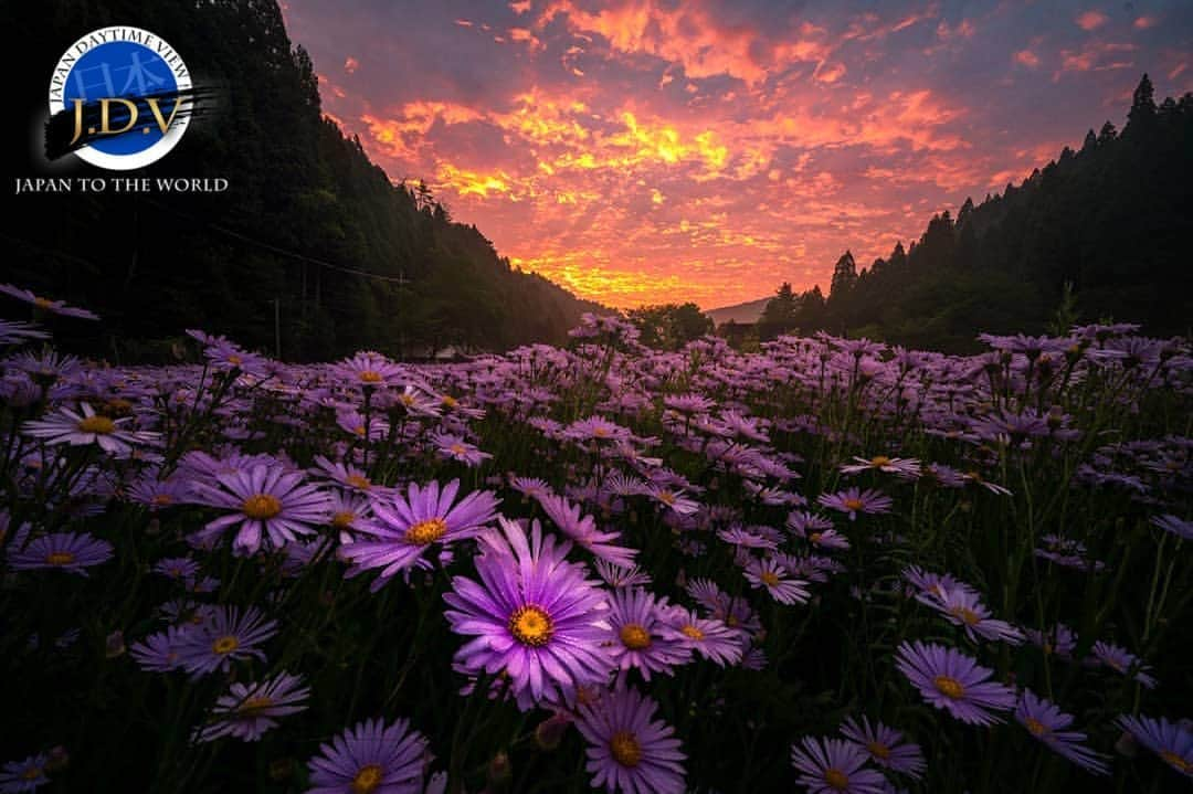 japan_daytime_viewのインスタグラム