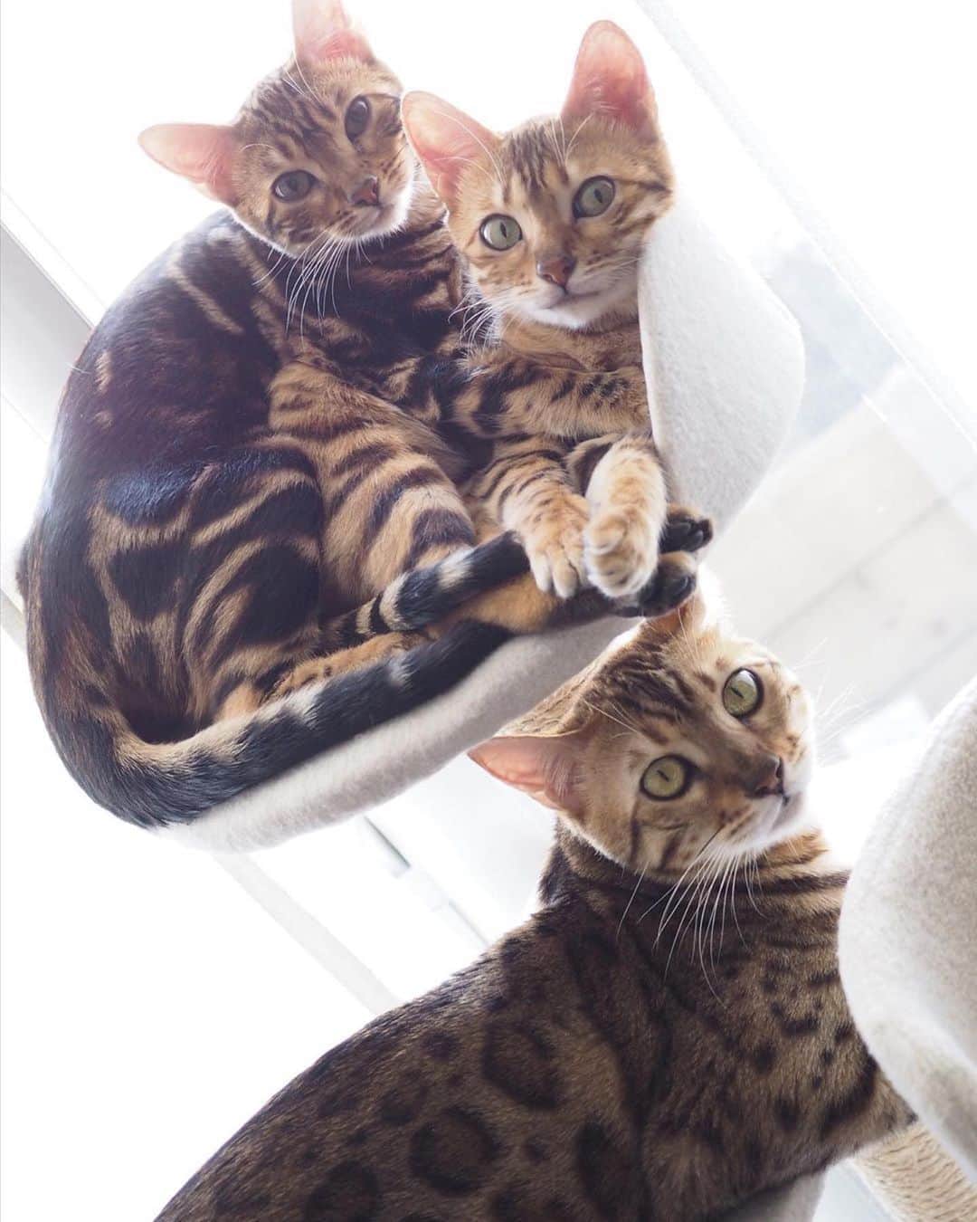 山名未紗のインスタグラム：「@bengal_my  #愛猫 #ベンガルキャット　🐈 ♂ラズリ ♀アメリ ♀プラハ 仲良し3ニャン」