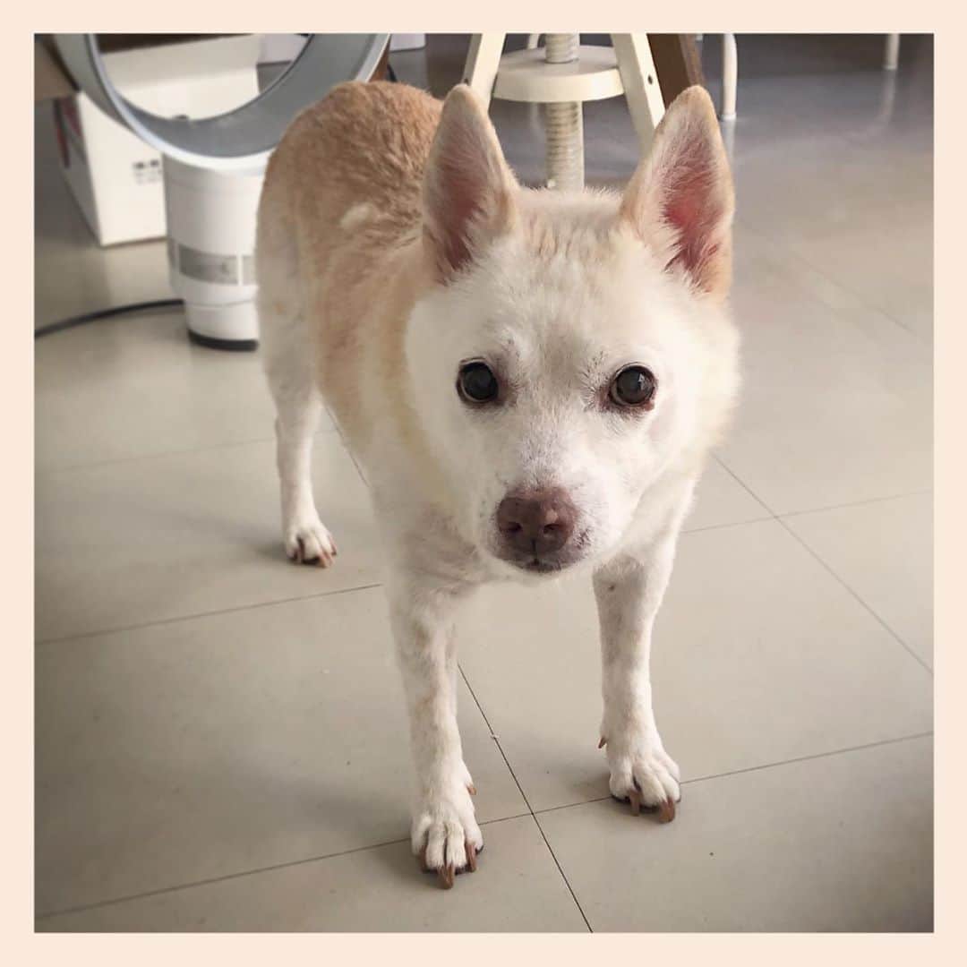 パンといっぴきのインスタグラム：「#元保護犬 #雑種犬 #crossbreed #mixdog #キップル14歳」