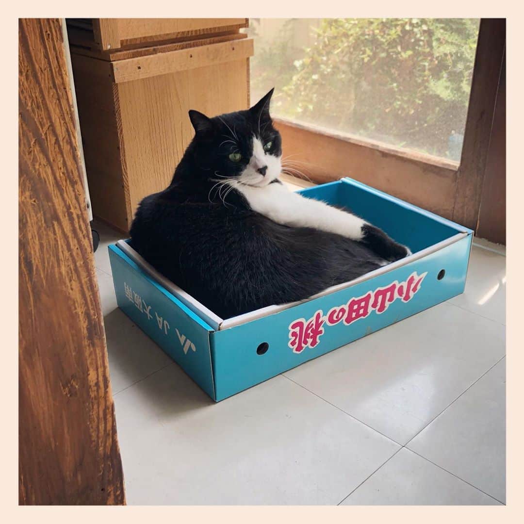パンといっぴきのインスタグラム：「#元保護猫 #白黒猫 #ハチワレ #blackandwhitecat #tuxedocat #catinabox #箱猫 #小山田の桃」