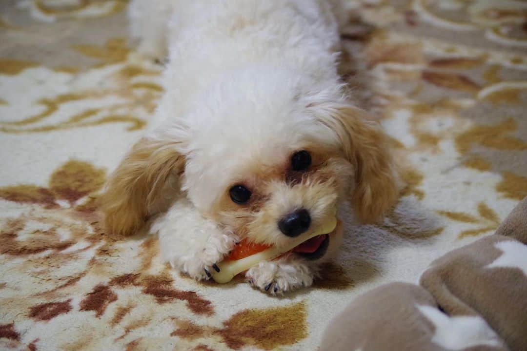 橋本美桜のインスタグラム：「犬たちが可愛い……  #いぬすたぐらむ🐶」