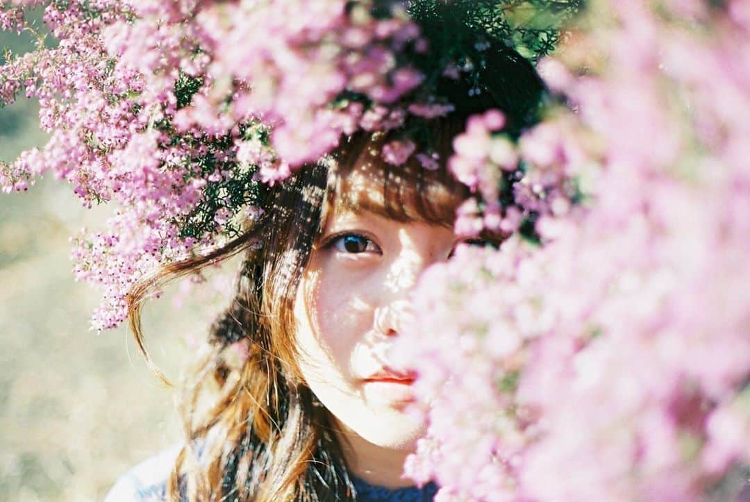 弘松菜摘のインスタグラム：「﻿ 春を告げる﻿ ﻿ ﻿ #儚くて何処か愛おしい様な  #スクリーンに恋して」