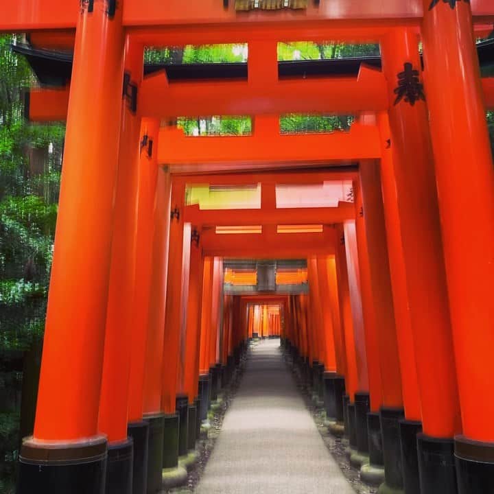 のインスタグラム：「【#京都 #伏見稲荷大社 #千本鳥居 】  #旅行 行きたくても、#帰省 したくても、#お参り に行きたくても、なかなか行けない方へ  是非この動画を観て、何度か鳥居をくぐった気分になってみてください〜  #肉マイスター #田辺晋太郎 #meatrip  #kyoto #fushimiinari #senbontorii #kyototravel #instalike #instagram #instatravel #japan」