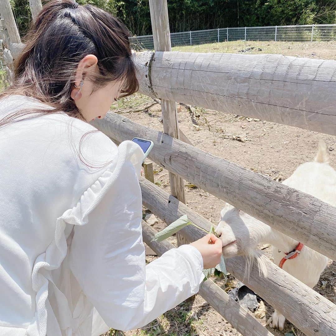 宮崎想乃さんのインスタグラム写真 - (宮崎想乃Instagram)「いつしかヤギと触れ合ってた時🐐 むしゃむしゃ食べてくれるのが 愛おしくて一生あげてた記憶」8月7日 21時15分 - m_sono_1030