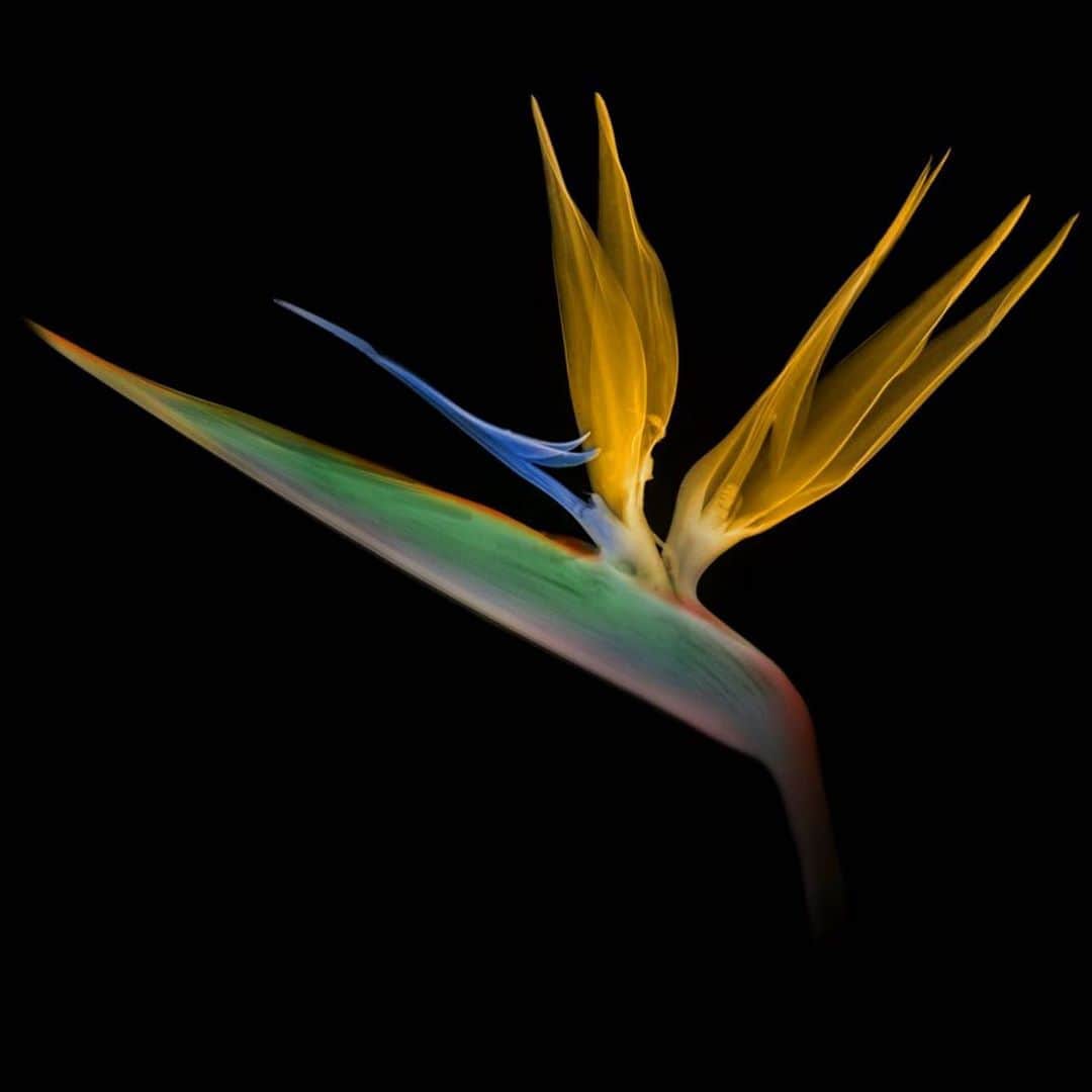のインスタグラム：「X-ray Flowers #amkk #amkkproject #makotoazuma #azumamakoto #東信花樹研究所 #東信 #jardinsdesfleurs #shiinokishunsuke #flowerart #flower #flowers」