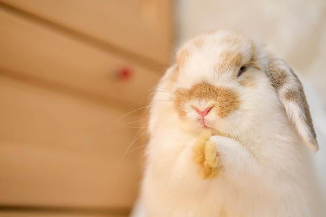 usagraphさんのインスタグラム写真 - (usagraphInstagram)「りんりん白目とかしないにょ🐶 絶対拡大しちゃダメにょ💦 ＊ ＊ ＊ #うさぎ #rabbit #bunny #ふわもこ部  #WeeklyFluff #igersjp  #tokyocameraclub #東京カメラ部  #神戸カメラ部  #bunnystagram  #うさぎ部 #ホーランドロップ #hollandlop  #ファインダー越しの私の世界 #art_of_japan #myfujilove  #今日もx日和 #xt3」8月7日 21時42分 - usagraph