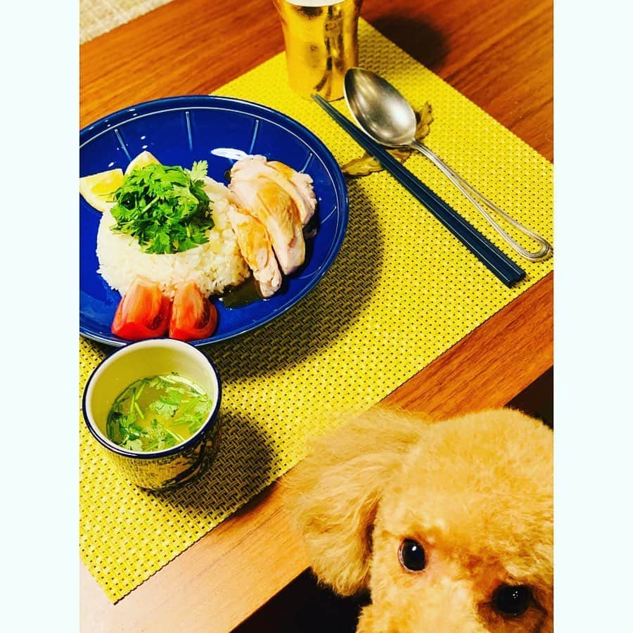 坂田陽子さんのインスタグラム写真 - (坂田陽子Instagram)「炊飯器で作る鶏胸肉の　 #カオマンガイ ・ 水、塩、生姜を入れた鍋で鶏胸肉の色が変わるまで茹でたら炊飯器で1時間ほど保温でしっとりふっくら仕上がります。 ・ その後鶏の旨味たっぷりのお出汁でご飯を炊くと、味がしっかりと染みたふっくら旨旨ご飯に🤣 ・ ソースは以前どなたかのブログで見たレシピ🤣めちゃ美味しい❗️これ、我が家の定番！ ・ ・みそ大匙2 ・醤油大匙1/2 ・みりん大匙1弱 ・酢大匙1/2 ・砂糖大匙1 ・生姜すり下ろし1/2かけ ・鶏の茹で汁大匙1  私は山盛りのパクチーと、 ご飯にレモンをきゅっと絞って食べるのが好き🍋 ・ ・ ただ今タンパク質LOVE❤️な息子は大量の胸肉にがっつき、 かるたはトマトを狙っている。。🍅🐶🍅🐶 ・ ・ 残った鶏の茹で汁に刻んだパクチー入れただけで美味しいスープになるし、あとはサラダや一品足して ほぼほぼ、炊飯器が調理してくれた晩ご飯🤣🤣 ・ @re_de_official  #炊飯器カオマンガイ」8月7日 21時43分 - yokosakata