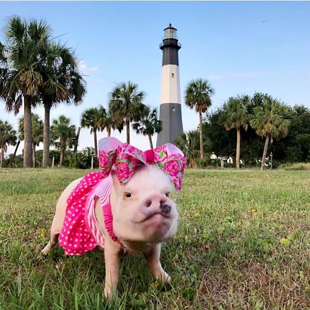 Priscilla and Poppletonさんのインスタグラム写真 - (Priscilla and PoppletonInstagram)「Happy #NationalLighthouseDay from Posing Posey!💕🐷#lighthouse #tybeeisland #poseythepig #PrissyandPop」8月7日 21時44分 - prissy_pig