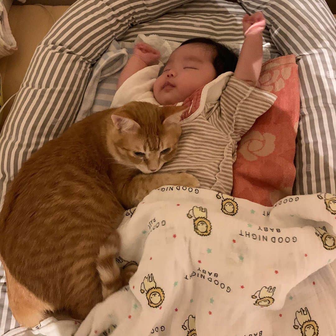 のインスタグラム：「【こんなに成長しました❣️】  1枚目・・1年前 2枚目・・今  1年経って、赤ちゃんはスクスク大きく成長しました👶💕 猫のハンゾウくんも、1年経っても子守係頑張ってます🍼✨ ずっと一緒だもんね☺️♫🌈ずっと一緒にネンネしようね😴💕  #neko_magazine #NEKONOBA #ねこマガジン #ネコノバ #ねこ #猫 #cat #catstagram #cat #雑誌ねこ #ねこ雑貨 #赤ちゃん #猫と赤ちゃん #赤ちゃんと猫 #添い寝」