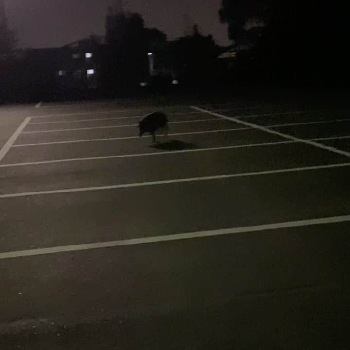 TOGGYのグルメインスタ