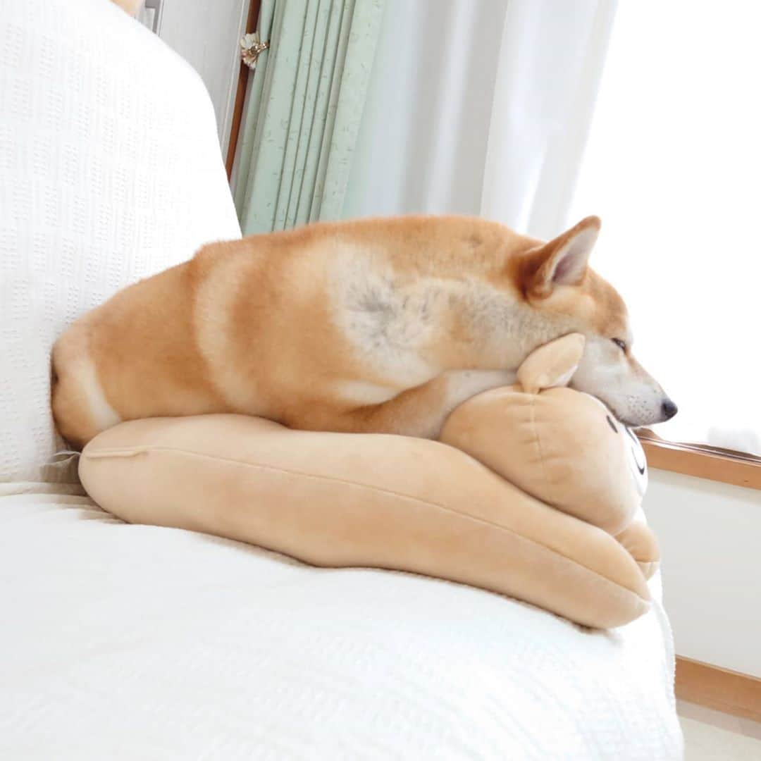 ちゃみさんのインスタグラム写真 - (ちゃみInstagram)「. 🐶💤  あざと可愛いチャーミーです🙈💕」8月7日 22時24分 - shiba_charmy