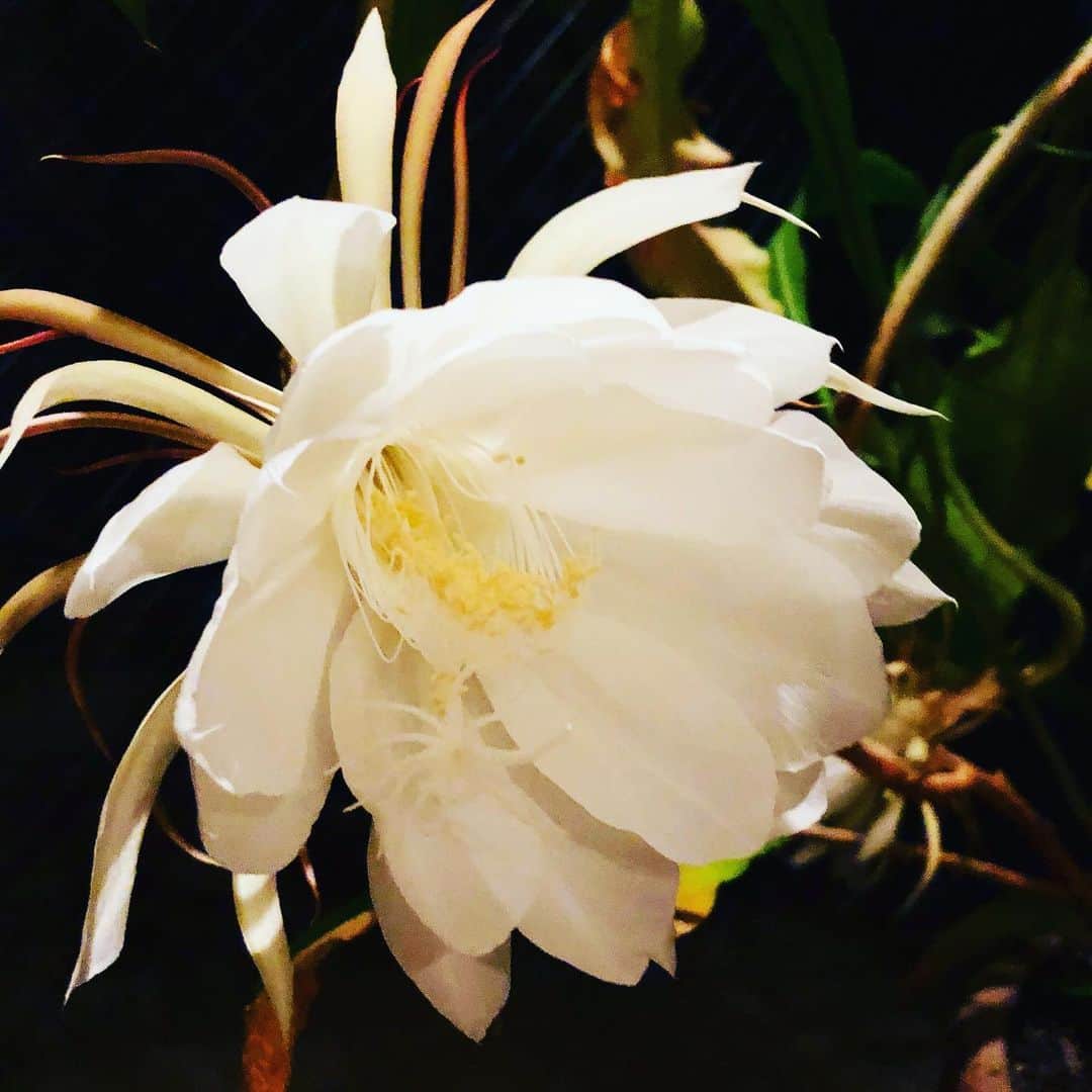 逸見太郎のインスタグラム：「月下美人  #wow#blooming#妖艶#月下美人 #fridaynight#夏本番」
