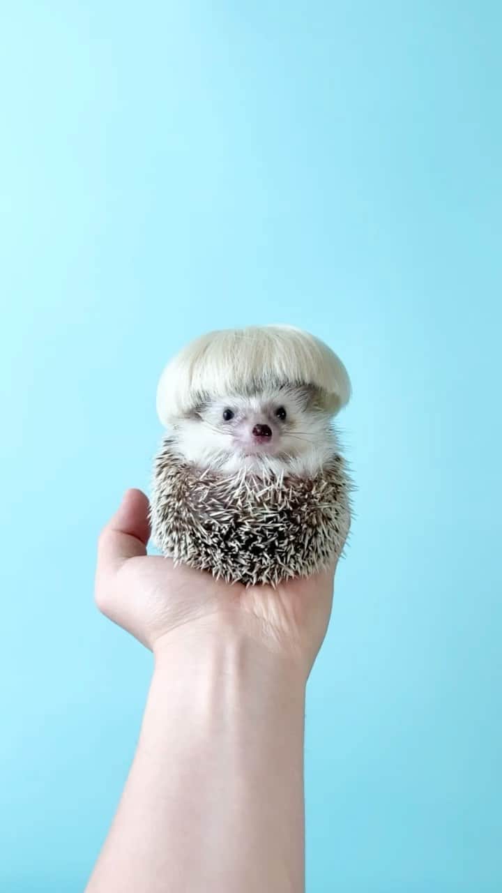 ダーシーのインスタグラム：「Wig collection🦰✨ ・ ・ ・ ・ ・ #hedgehog#weeklyfluff#dailyfluff#hedgehogsofinstagram#hedgehoglove #buzzfeedanimals #cuteanimals#lovelypet#ハリネズミ#riccio #erizo#はりねずみ#kawaii#9gag#9gagcute#ハリネズミのいる暮らし#petoftheday#buzzfeedpets#worldofcutepets#igel」