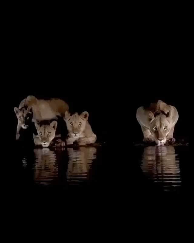 WildLifeのインスタグラム：「@discoverlions 🦁 Turn your sound on, sit back and enjoy these lionesses in all their magnificence. 🦁 Video by @varun.aditya」