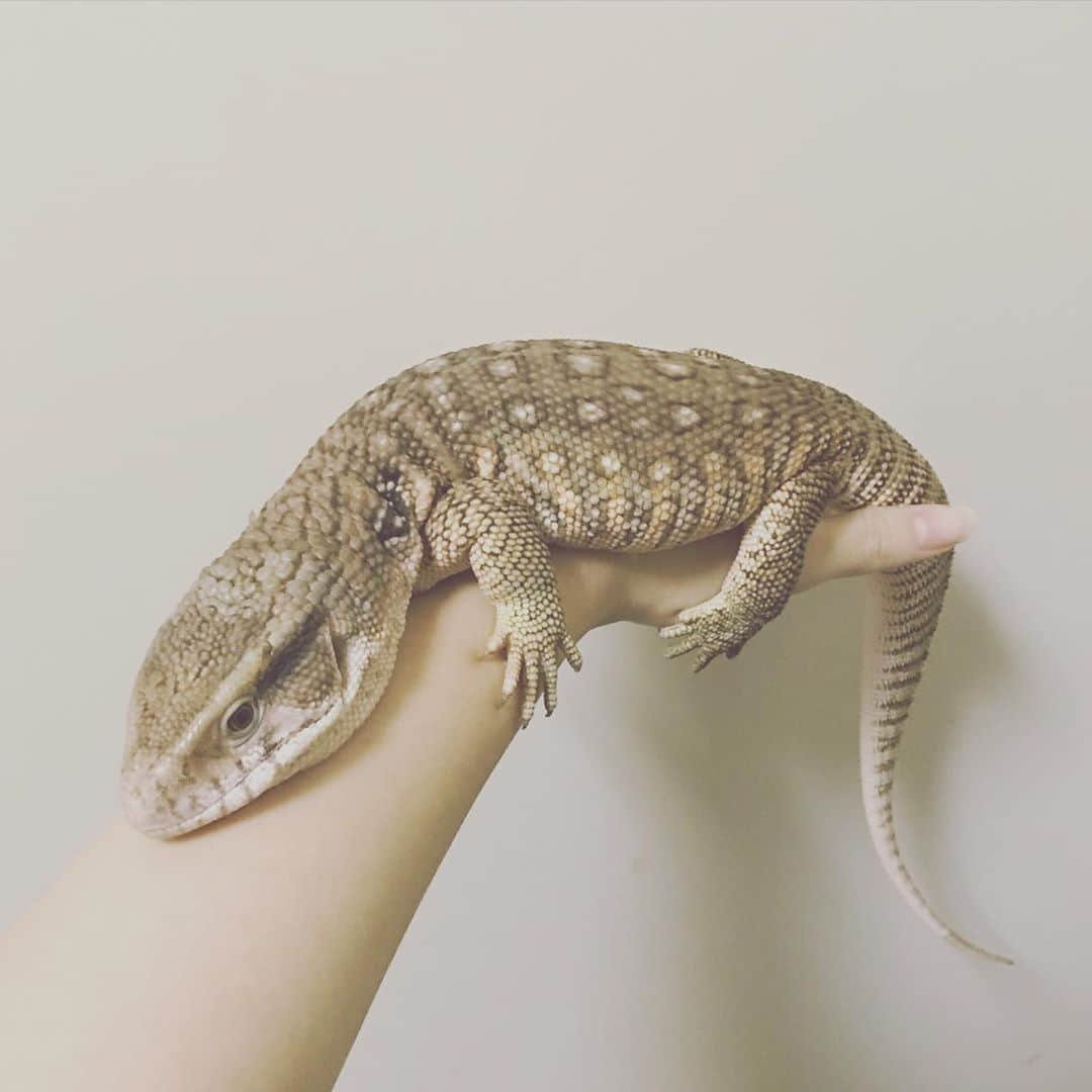 赤荻百華のインスタグラム：「産まれて5ヶ月❤︎.*   #サバンナモニターベビー   #サバンナモニター   #reptiles   #爬虫類」