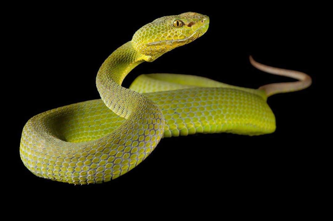 Joel Sartoreさんのインスタグラム写真 - (Joel SartoreInstagram)「The Pope’s tree viper is a venomous snake native to northern India, southeast Asia, and parts of Indonesia. It possesses a potent neurotoxic venom which helps to take down prey like lizards and rodents, and is especially dangerous to humans. However, like most snake species, the Pope’s tree viper does its best to avoid interactions with people, and will warn any predator that comes too close by vibrating its tail before choosing to strike. #viper #pitviper #green #snake #reptile #venomous #neurotoxin #PhotoArk #savetogether」8月7日 22時46分 - joelsartore