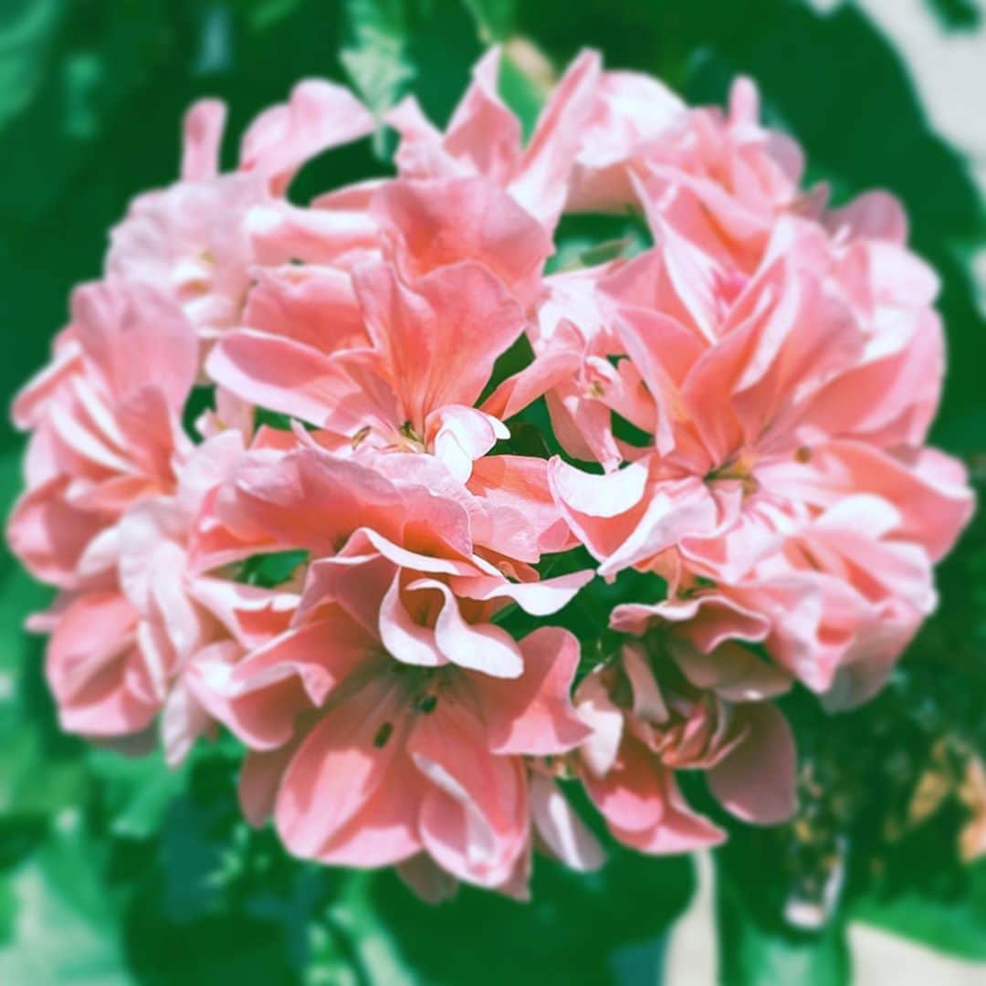 中野敬久さんのインスタグラム写真 - (中野敬久Instagram)「#flower #flowersoflife #pink #hope #round #neighborhood」8月8日 9時57分 - hirohisanakano