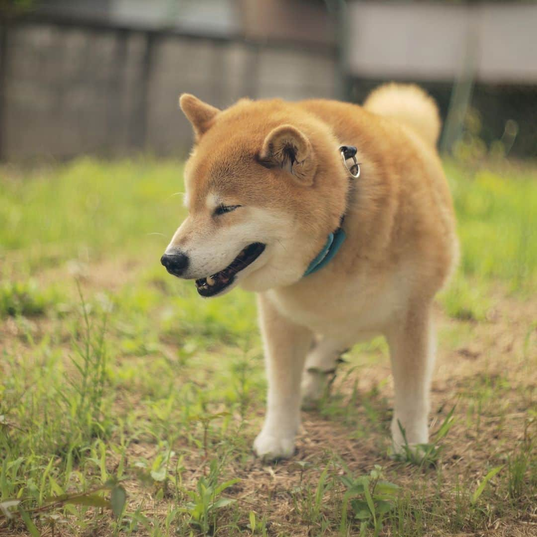 まる（まるたろう）さんのインスタグラム写真 - (まる（まるたろう）Instagram)「Good morning!✨🐶☺️✨おはまる〜！今日は8月8日でおめでたい日だね〜 #末広がりの日  #パチパチの日 #誰かのお誕生日 #おめでとう」8月8日 8時46分 - marutaro