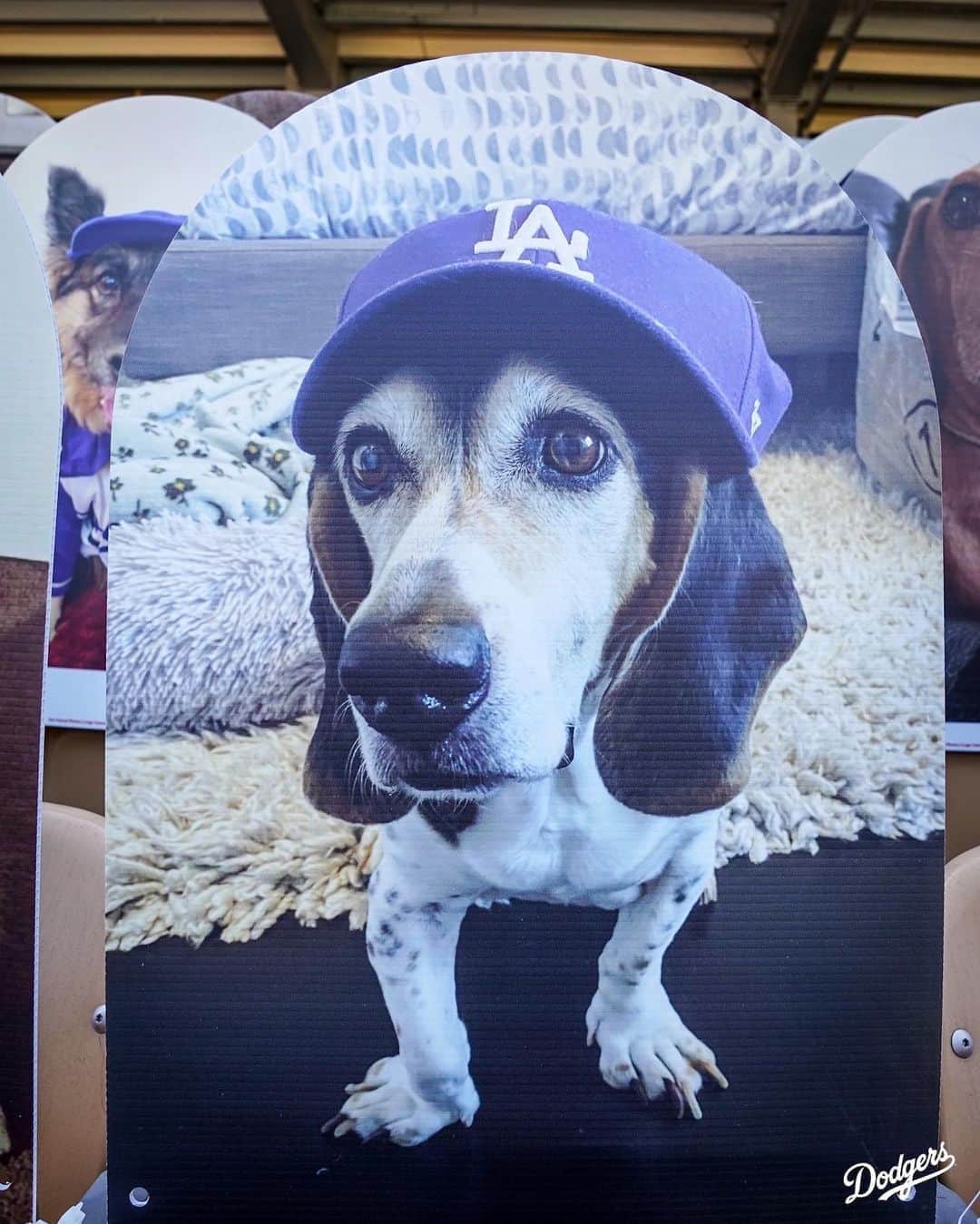 Los Angeles Dodgersさんのインスタグラム写真 - (Los Angeles DodgersInstagram)「Who let the dogs, cats and one horse out?」8月8日 8時53分 - dodgers