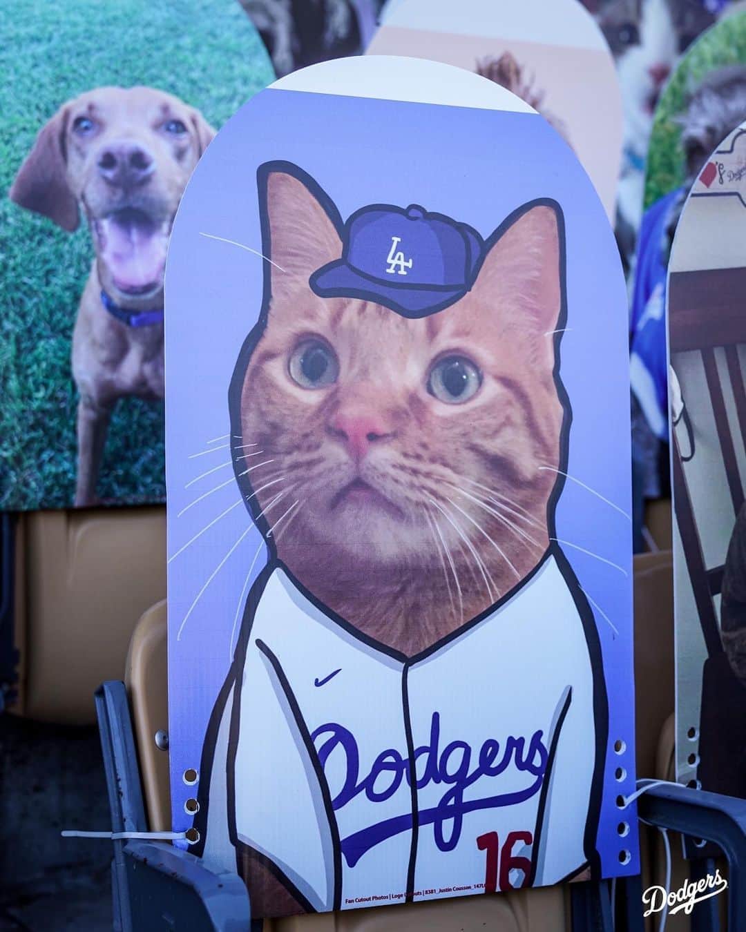 Los Angeles Dodgersさんのインスタグラム写真 - (Los Angeles DodgersInstagram)「Who let the dogs, cats and one horse out?」8月8日 8時53分 - dodgers