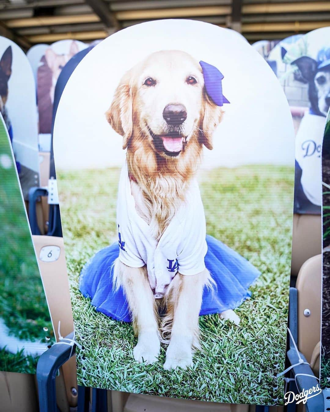 Los Angeles Dodgersさんのインスタグラム写真 - (Los Angeles DodgersInstagram)「Who let the dogs, cats and one horse out?」8月8日 8時53分 - dodgers