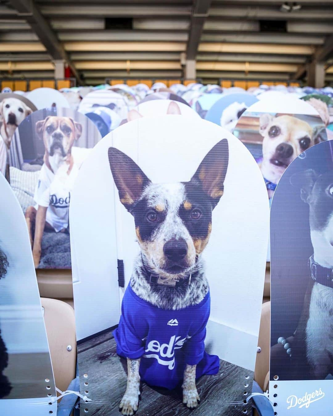 Los Angeles Dodgersさんのインスタグラム写真 - (Los Angeles DodgersInstagram)「Who let the dogs, cats and one horse out?」8月8日 8時53分 - dodgers