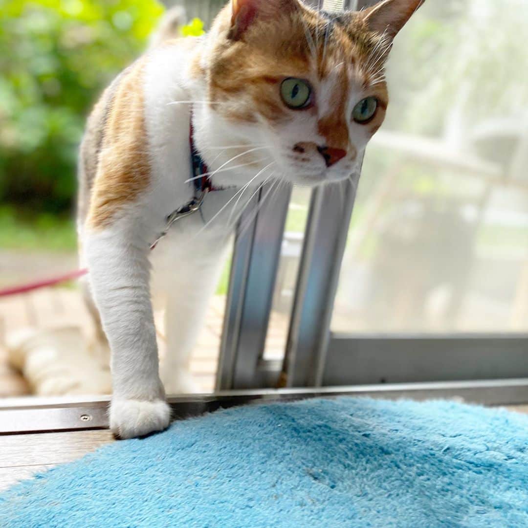 山田稔明さんのインスタグラム写真 - (山田稔明Instagram)「おはよ。今日は世界猫の日だそうです。 #ポチ実 #三毛猫 #世界猫の日」8月8日 8時57分 - toshiakiyamada